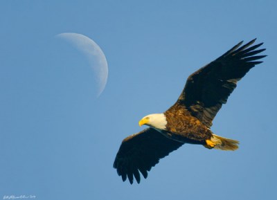 Eagle and Moon