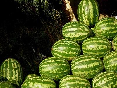 :Watermelon time:.
