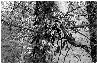 springsun still