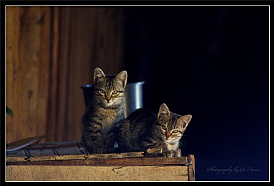 Cats