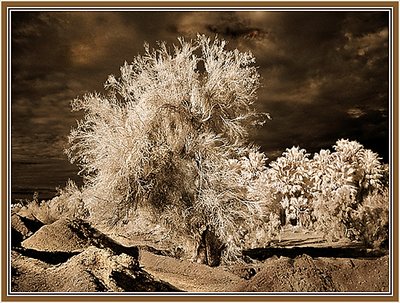 Wild Tree of the Desert