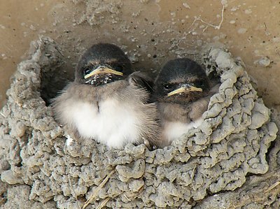 Two Baby Swallows...