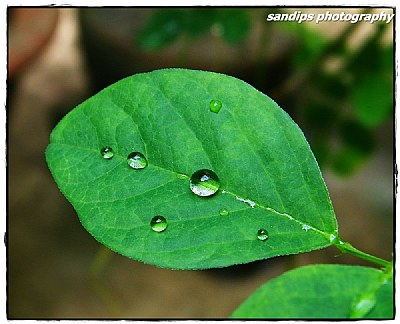 little droplets on leaf