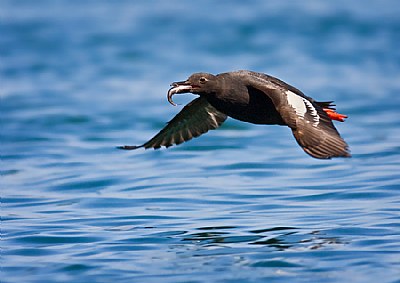 Pigeon Guillemot with fish