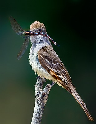 Flycatcher with Big meal