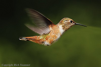 Male Allen Hummingbird