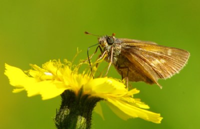 Skipper