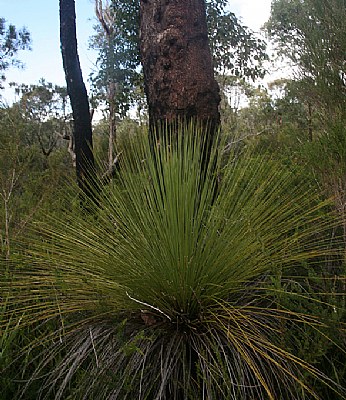 Forest Of Giants