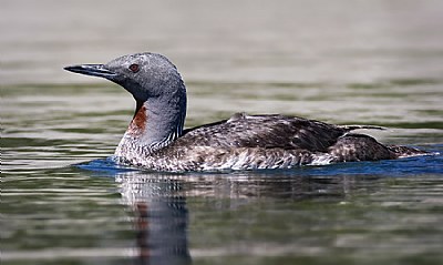 Red-throated Loon 