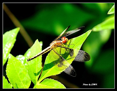 Dragonfly_11