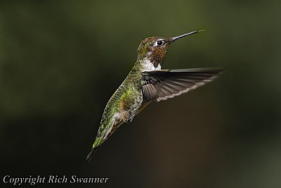 "Lil' Red The Hummingbird"