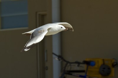 C  Gull