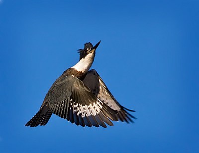 Belted Kingfisher