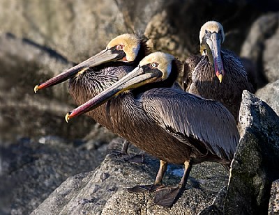 Brown Pelicans