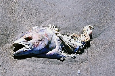 Remains on the Beach