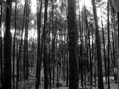 wood
