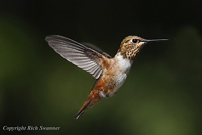 Allen Male Hummingbird