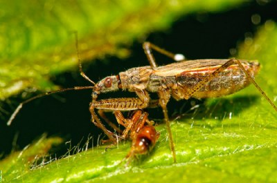 Assassin Bug and Meal