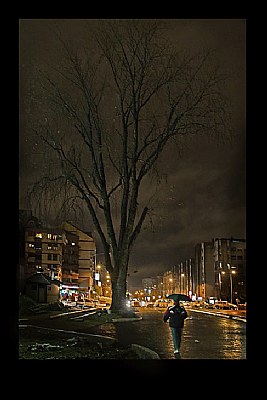 Man and tree