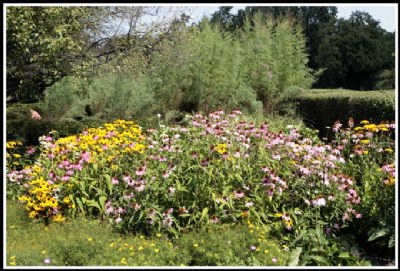 VARIETY OF CONE FLOWERS