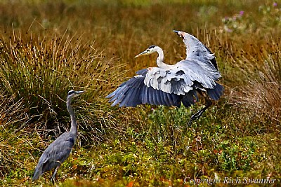 Great Blue Heron
