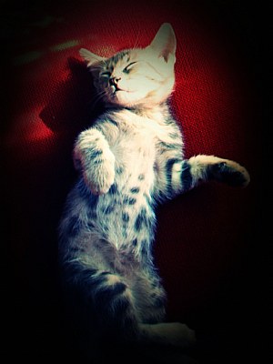 the sweetness in the sleep