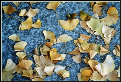 Autumn leaves on the rock