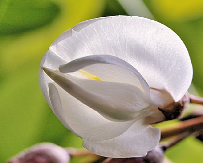 fleur de robinia 