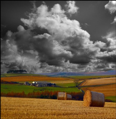 harvesting on the high fells