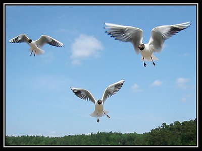 Seagull Trio