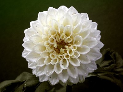 White Dahlia