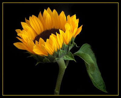 Sunflower Portrait 2