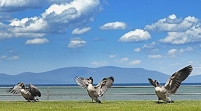 Geese Landing