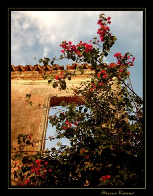 Sunset, Ruins and flowers 1