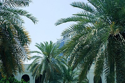 Palms