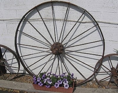 Petunia Wheel