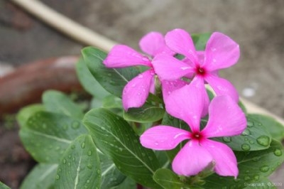 Flowers in rain