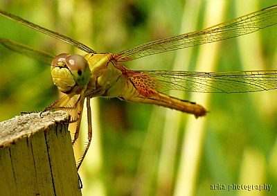 Dragonfly