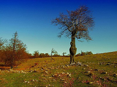 strange tree