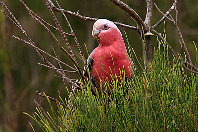 Pink Galah