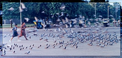 Among the pigeons