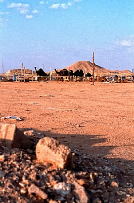 Camels in Saudi 1983