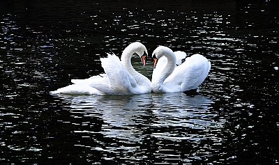 Swan Love