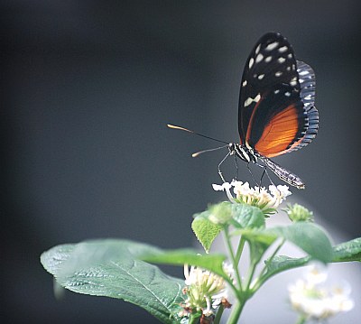 The Schmetterling has landed