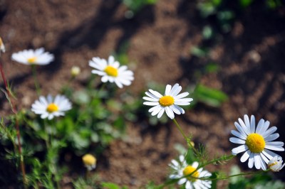 Flower road