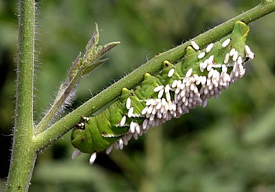 garden intruder