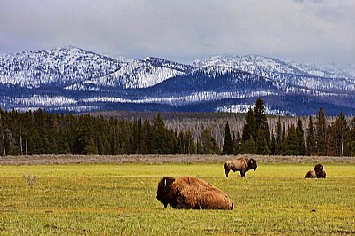 Yellowstone N.P.