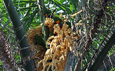 Feeding Frenzy in the Palm