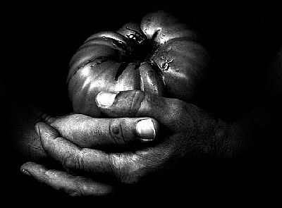 hands of a farmer