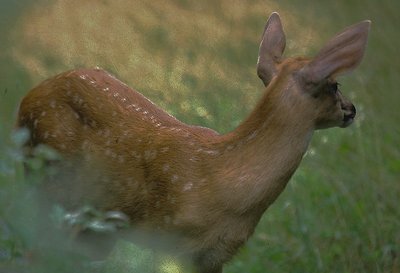 Whitetail Fawn, Morning